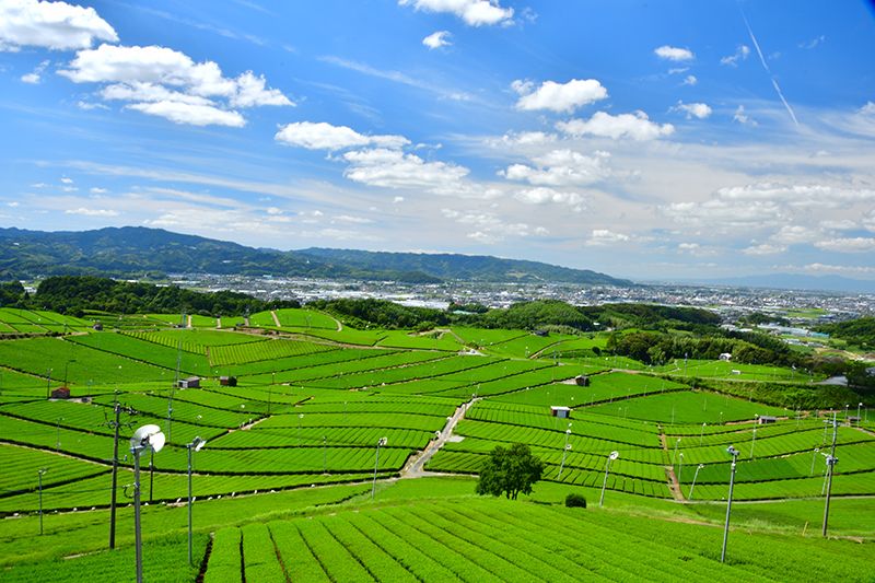 Thành phố Yame Fukuoka